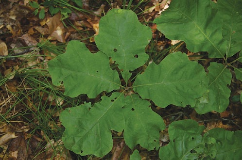 A color photo of a black oak seedling.