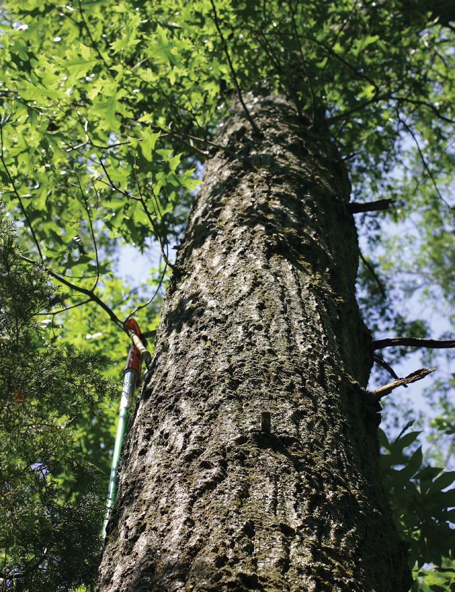 A color photo of the trunk of a scarlet oak.