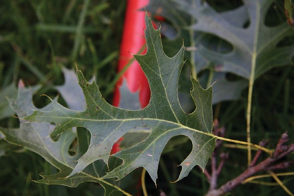 A color photo of a leaf of Hill's oak.