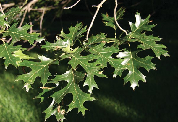 A color photo of the foliage of a putative hybrid between Hill’s oak and scarlet oak.