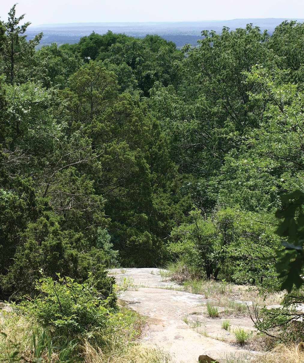A color photo of a forest of white and scarlet oak.