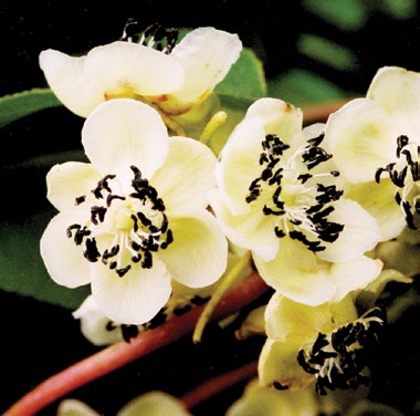 Photo of kiwi flowers