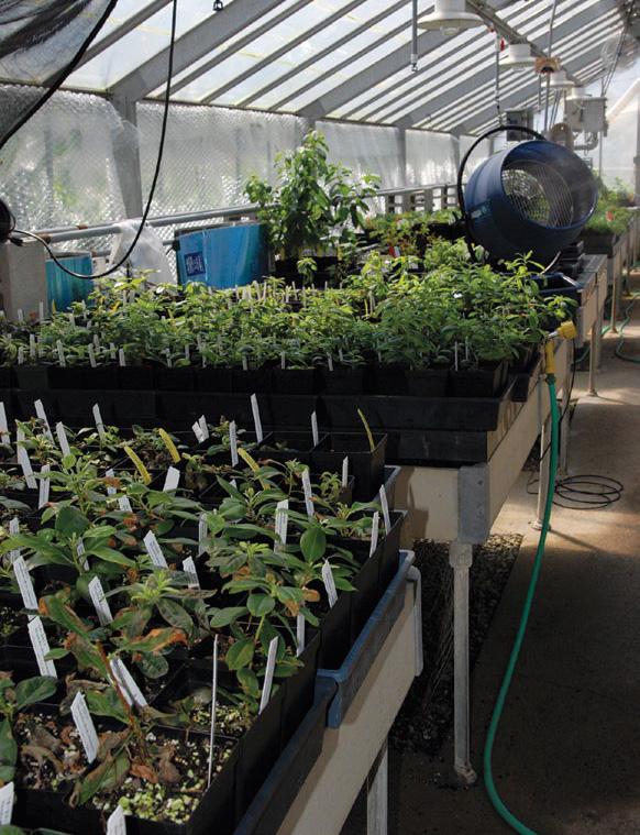Photo of plants in greenhouses at the Arnold Arboretum