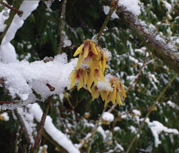 Photo of yellow flowers covered with snow