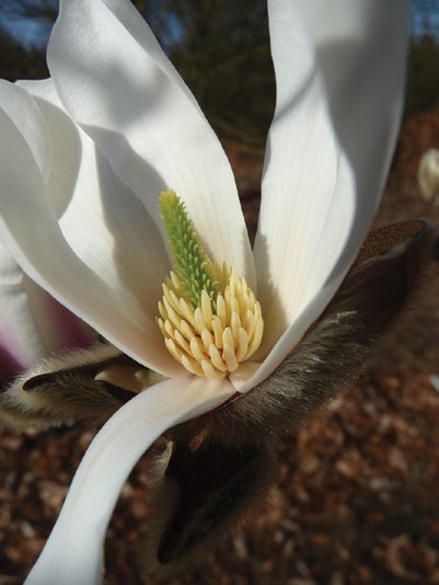 Photo of magnolia flower