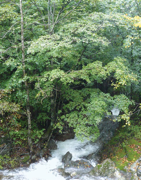 Photo of green tree viewed along rushing mountain stream