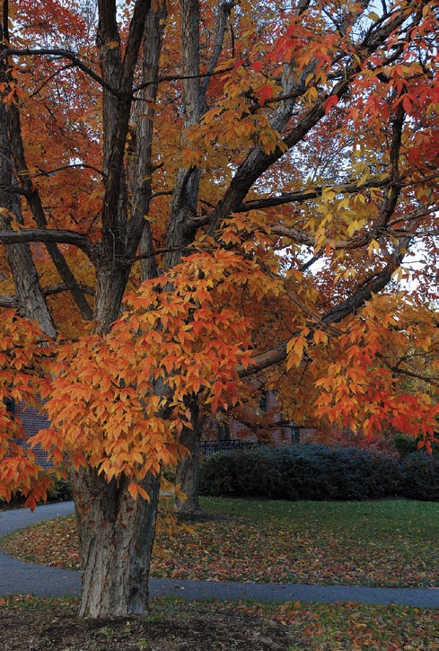 Maple tree with orange fall color