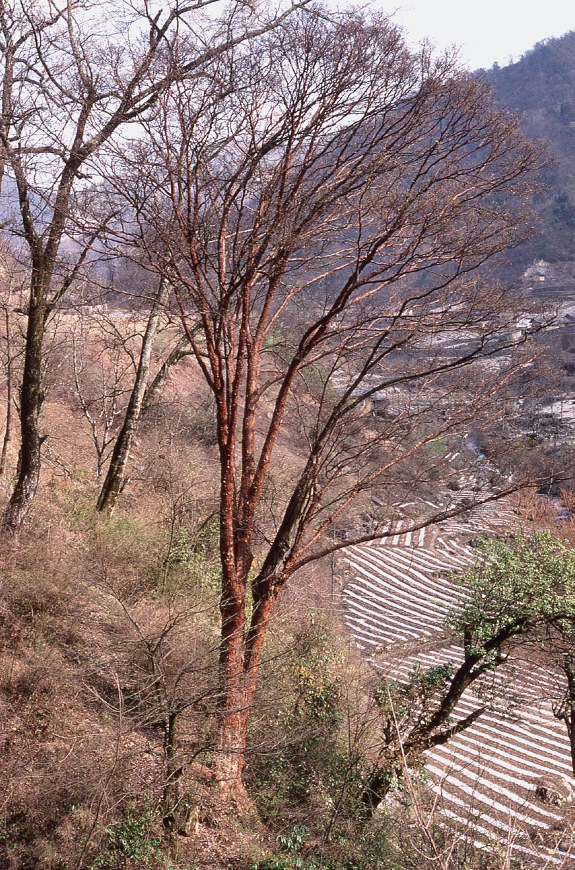 Photograph of paperbark maple growing on slope