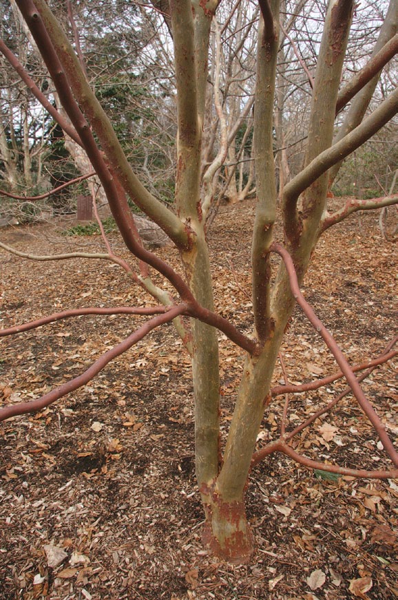 Bark of young stewartia