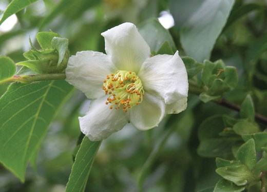 Blossom of Chinese stewartia