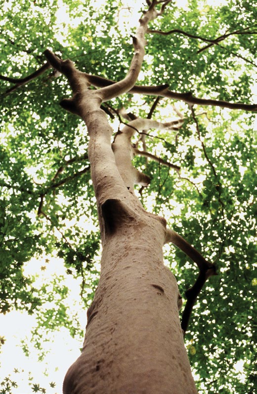 Photograph looking into canopy of stewartia