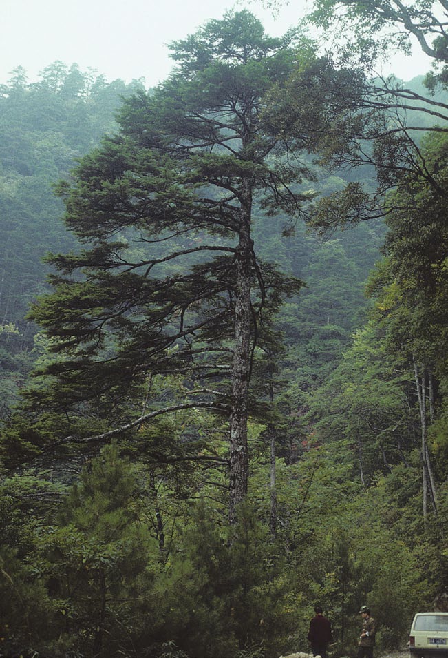 Photograph of tree growing with mountain in background
