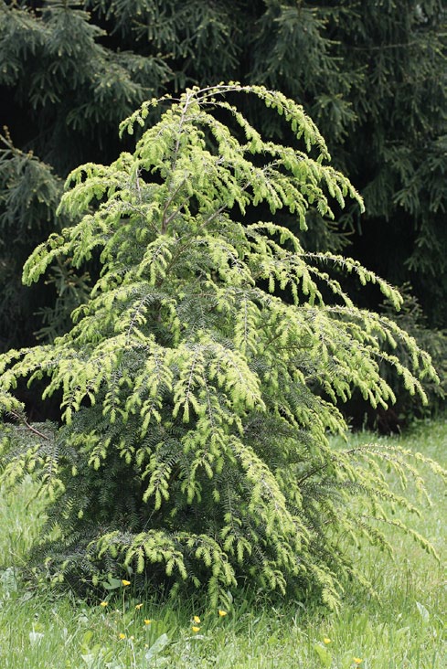 Young evergreen tree growing in planted landscape