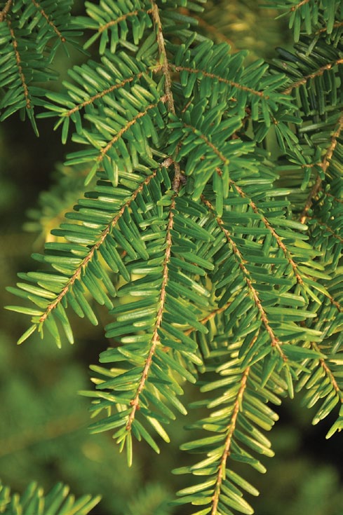Close-up of hemlock foliage