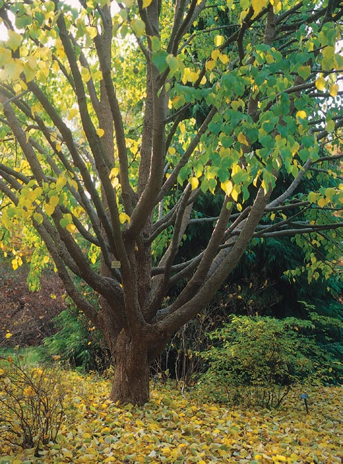 A color photo of a dove tree.