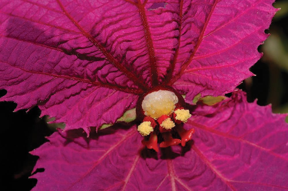 A color photo of a Dalechampia blossom.