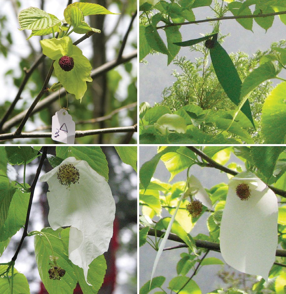 A layout of four color photos, displaying natural and artificial dove tree inflorescences.