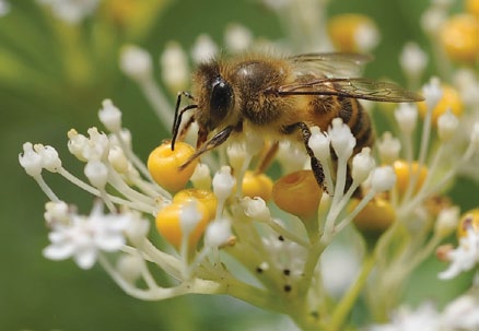 A color photo of an Asian honey bee (Apis cerana) feeding from Chinese elderberry (Sambucus chinensis).
