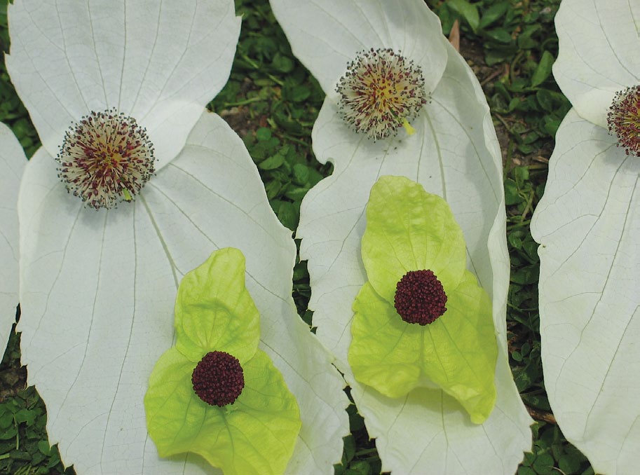 A color photo of immature green bracts and mature white bracts.