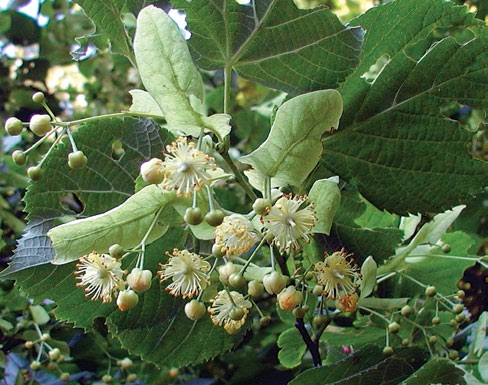 A color photo of several Tilia (linden) flowers.