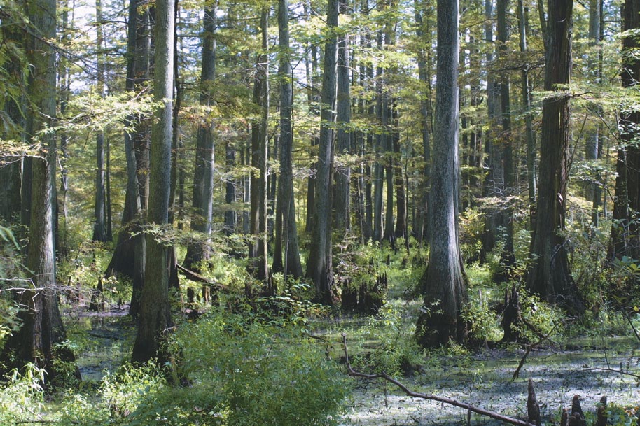 A color photo of several baldcypresses in a wetland.