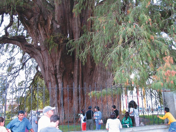 A color photo of the giant Montezuma cypress “Árbol del Tule.”