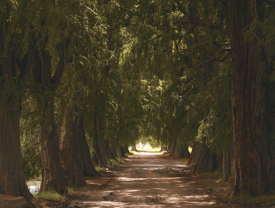A photo of an allée of Montezuma cypress.