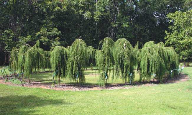 A color photo of a group of baldcypress.
