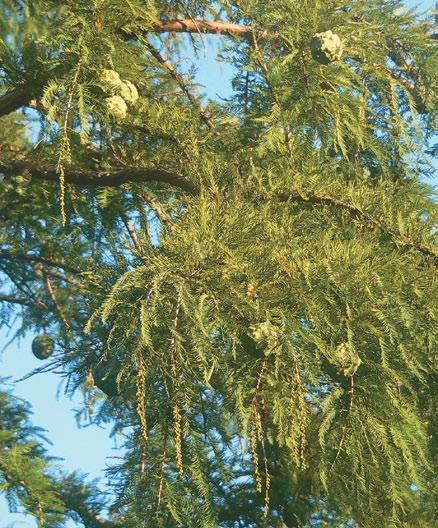 A color photo of baldcypress foliage and cones.