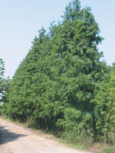 A color photo of a row of Taxodium specimens.