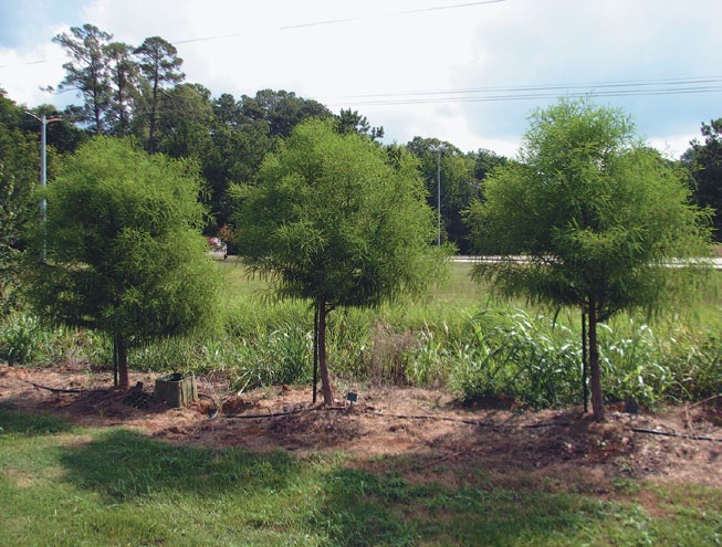 A color photo of several cloned baldcypress specimens.