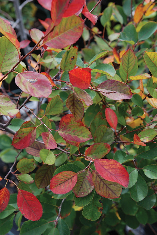 Red and green shadbush leaves