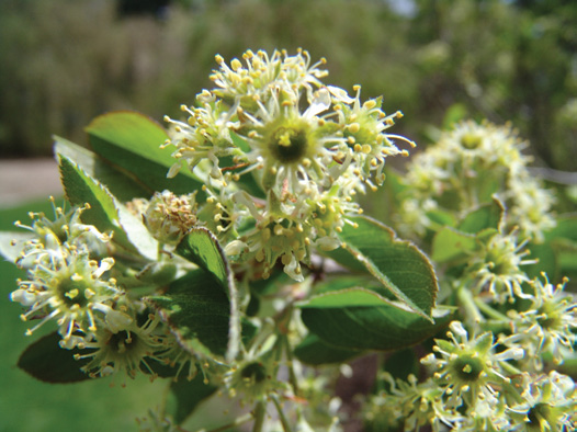 White shadbush flowers
