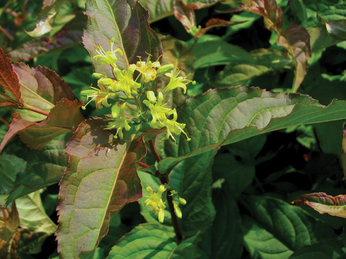 Yellow flowers set against red-tinged leaves