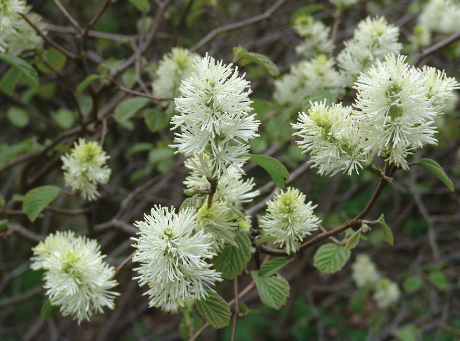 White flowers of fothergilla