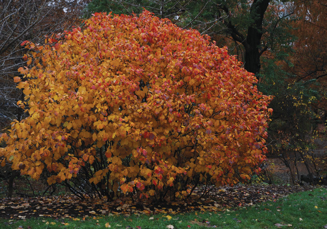 Orange and red fothergilla shrub