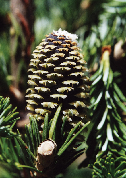 Cone of fraser fir