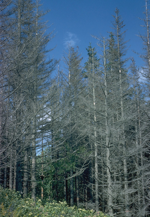 Standing dead fir trees