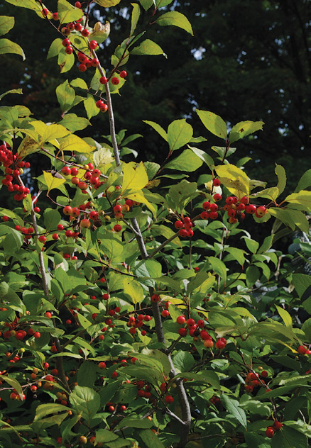 Red fruits of holly set against green foliage