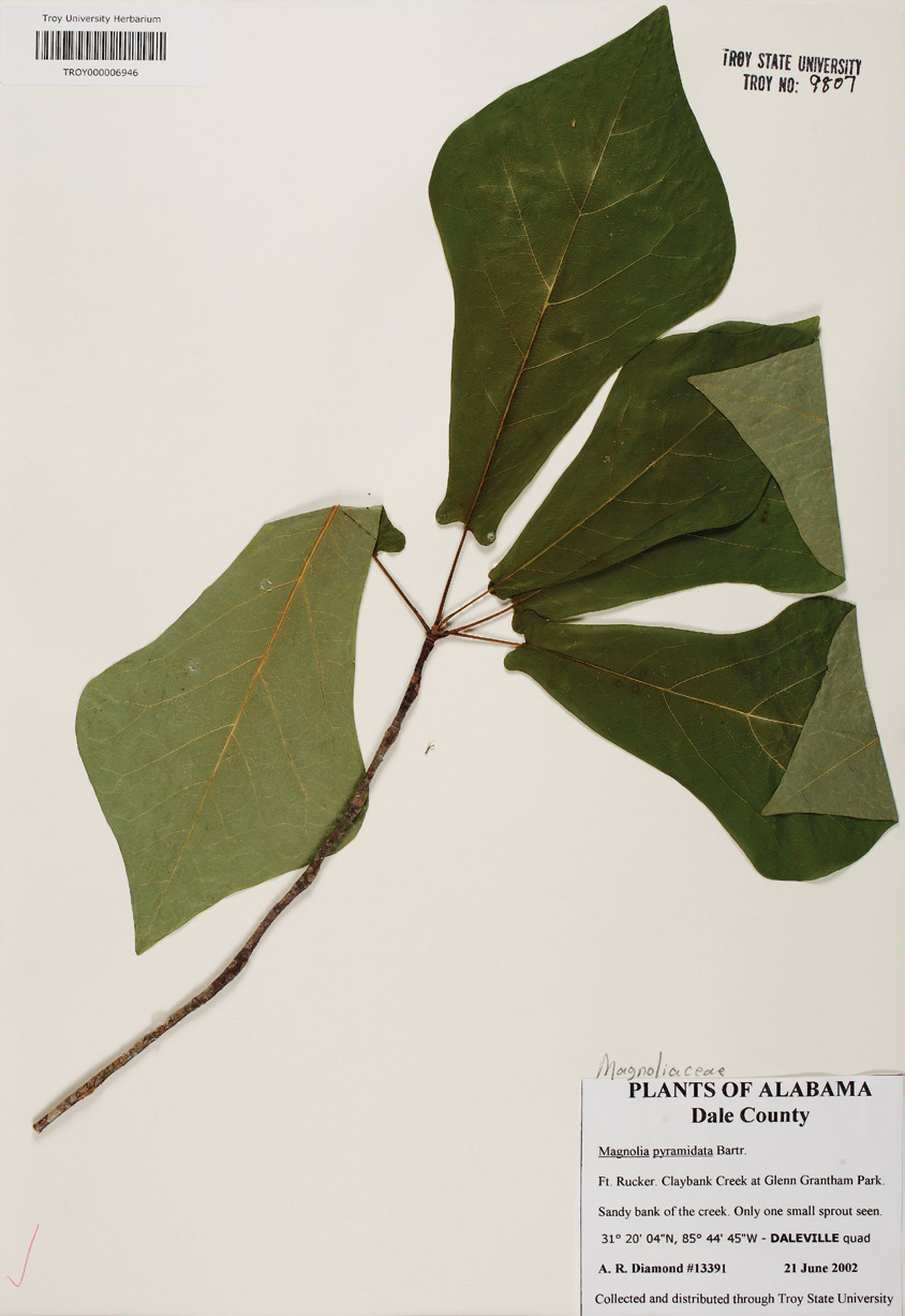 Herbarium specimen showing magnolia leaves and stem