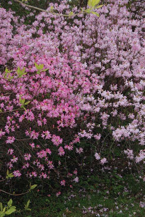 Pink flowers of rhododendron