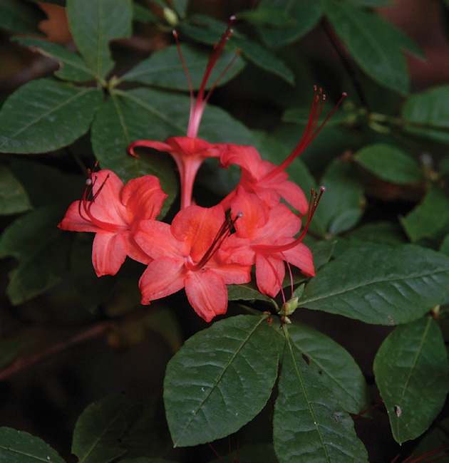 Red rhododendron flowers