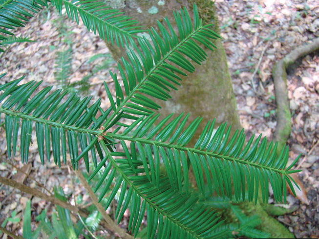 Foliage of torreya