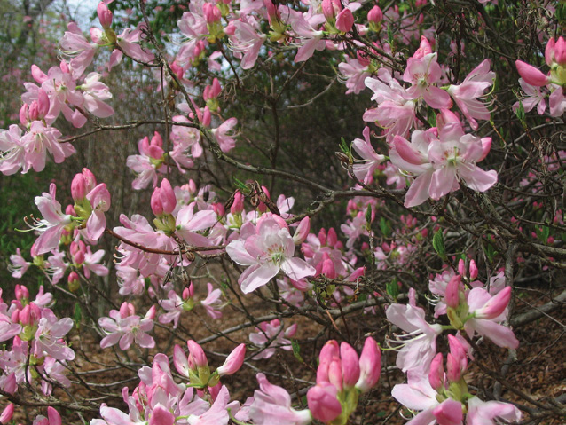 Pink rhododendron flowers