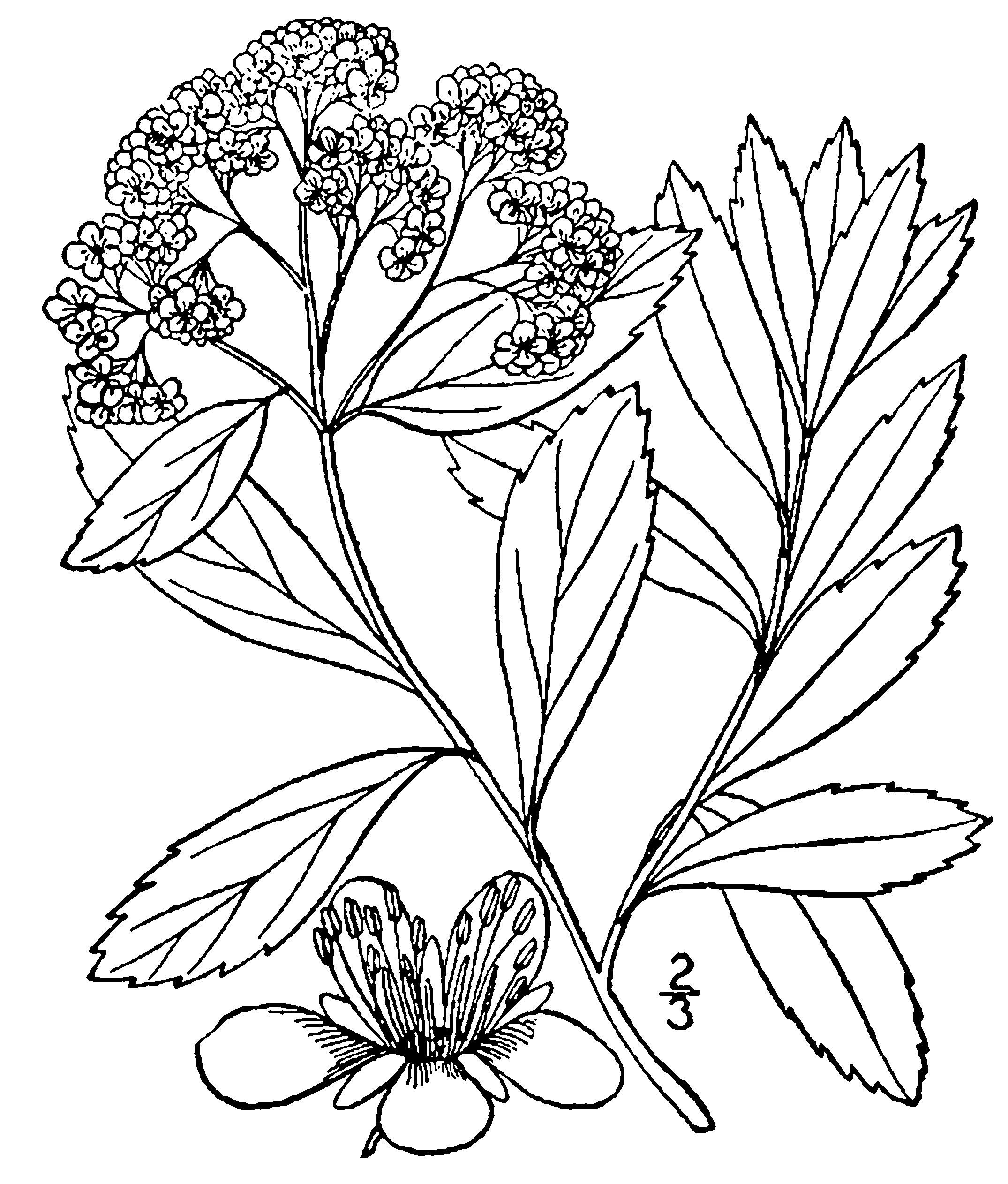 Line illustration of spiraea showing flowers, leaves, and stems