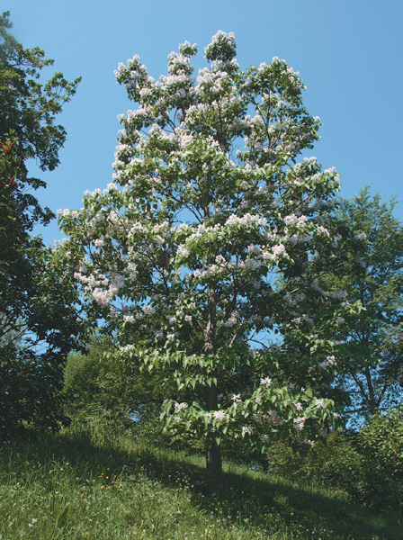 A color photo of Manchurian catalpa.