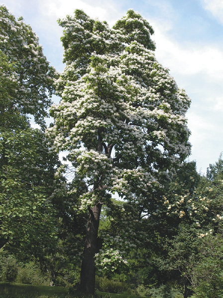 A color photo of northern catalpa.