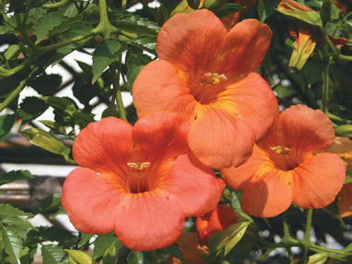 A color photo of Chinese trumpet creeper.