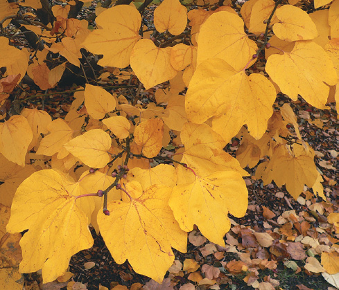 A color photo of Lindera obtusiloba.