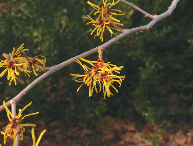 A color photo of Chinese witchhazel.